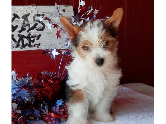 PoulaTo: mini Yorkshire Terrier, έχει ένα ευρωπαϊκό διαβατήριο